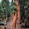 Sequoia05/87_1*.jpg